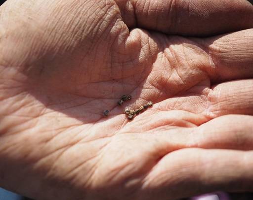 Seeds in hand